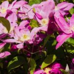 Clematite/Clematis Raspberry Cream