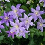 Clematite/Clematis Justa