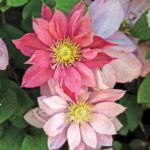 Clematite/Clematis Little Mermaid