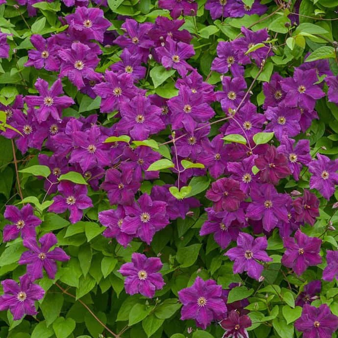 Clematite/Clematis Grunwald Clematite/Clematis Grunwald