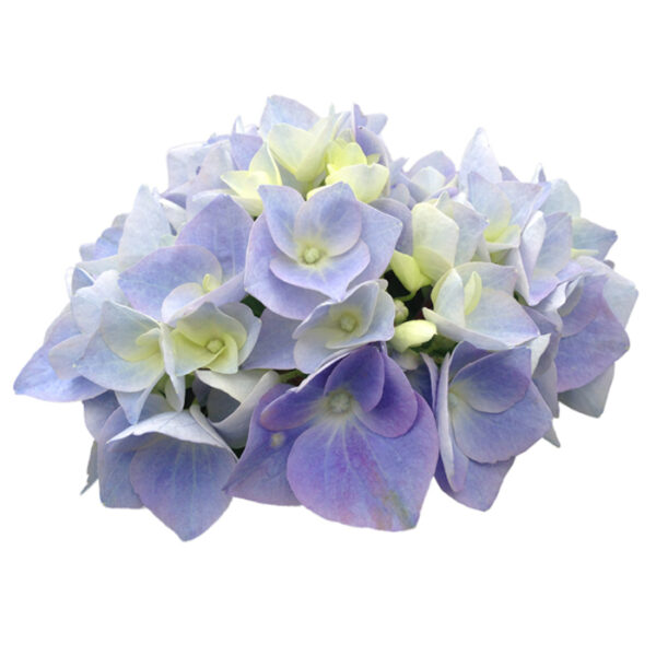 Hortensie - Hydrangea Macrophylla Anda Bleu