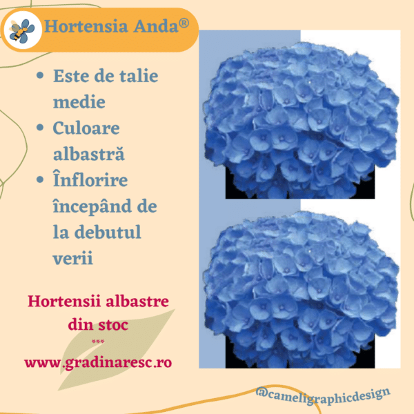 Hortensie - Hydrangea Macrophylla Anda Bleu®