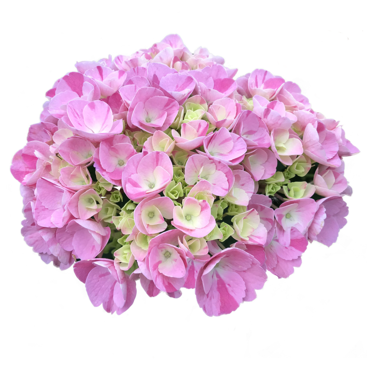 Hortensie - Hydrangea Macrophylla Confetti Dream