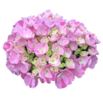 Hortensie - Hydrangea Macrophylla Confetti Dream