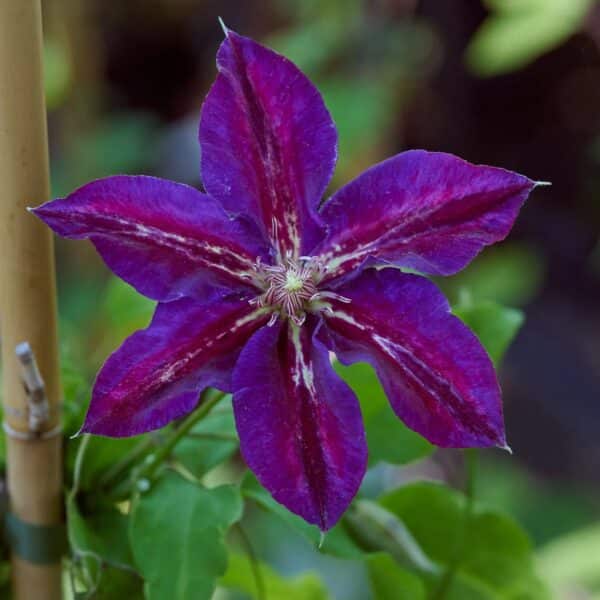 Clematite/Clematis Julka