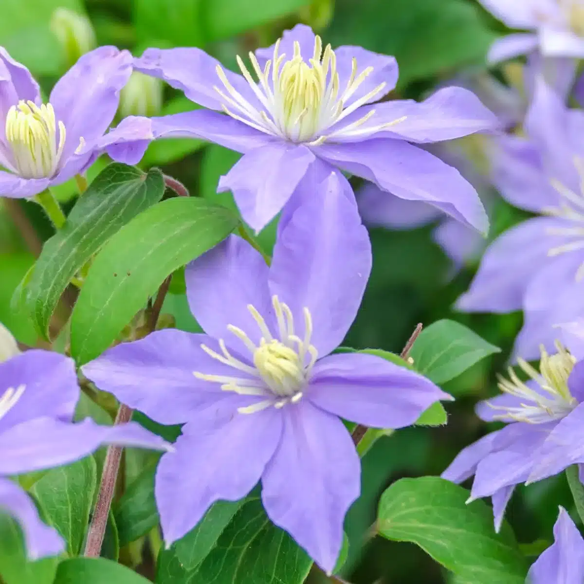 Clematite/Clematis Justa