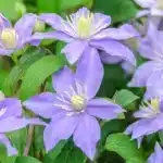 Clematite/Clematis Justa
