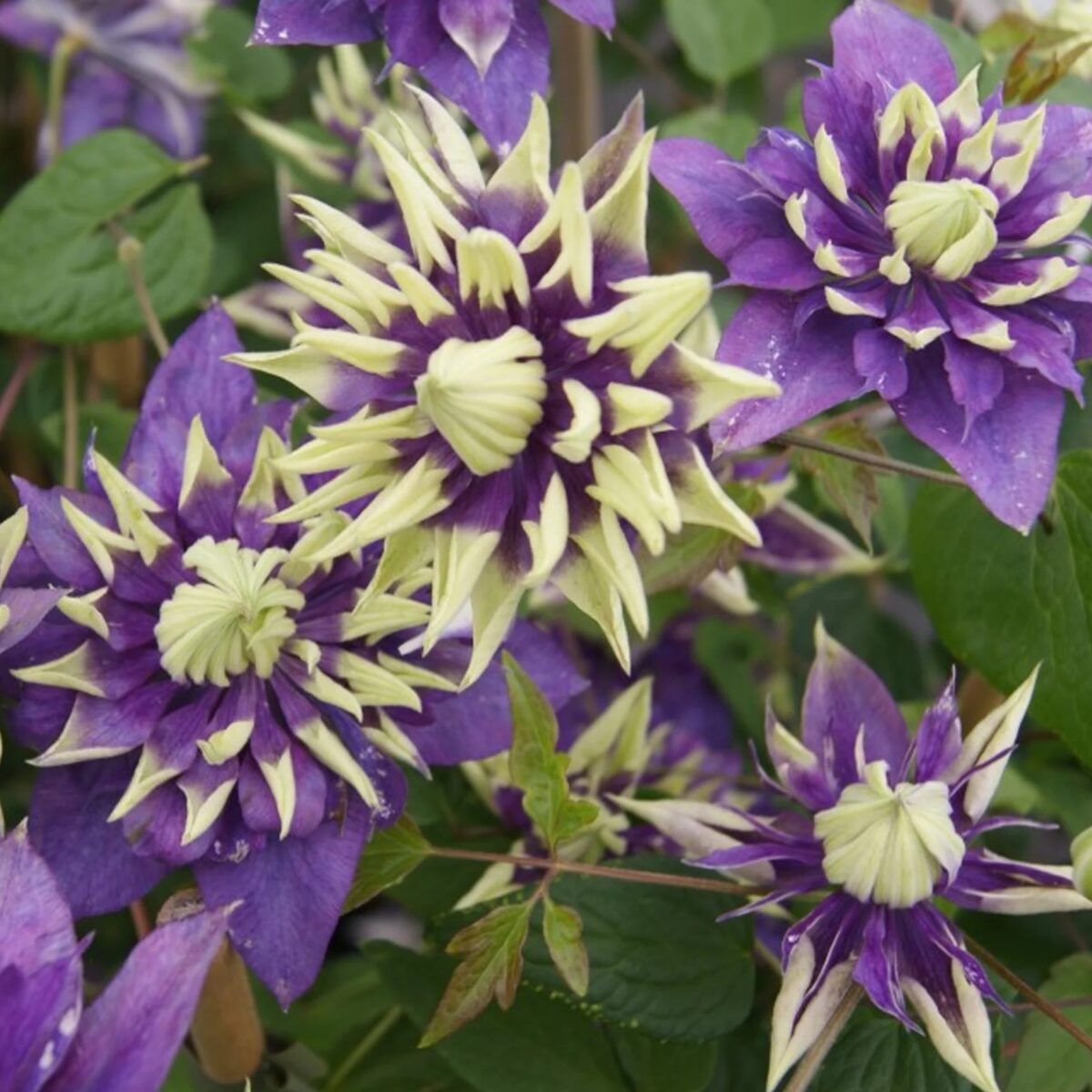 Clematite/Clematis Taiga