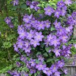 Clematite/Clematis Solina
