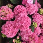 Hortensie - Hydrangea Macrophylla Confetti Dream