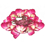 Hortensie - Hydrangea Macrophylla Dark Angel