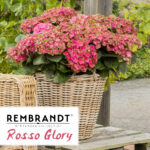 Hortensie - Hydrangea Macrophylla Rosso Glory
