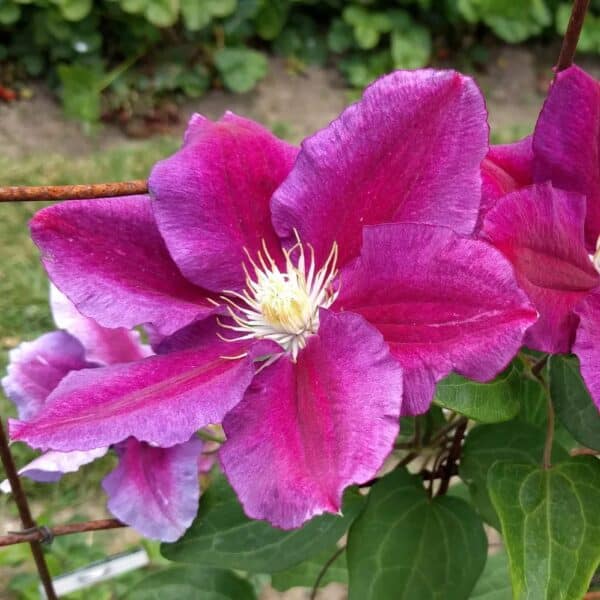 Clematite/Clematis Hania