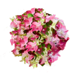 Hydrangea Macrophylla R. Lady Mata Hari Rose