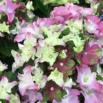 Hydrangea Macrophylla R. Lady Mata Hari Rose