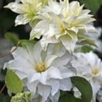 Clematis Maria Skłodowska Curie
