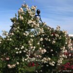 Trandafiri Alaska®/Future®