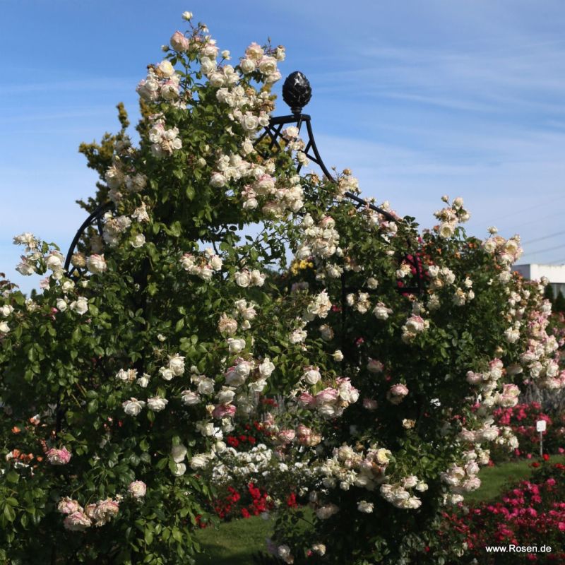 Trandafiri Alaska®/Future® Trandafiri Alaska®/Future®