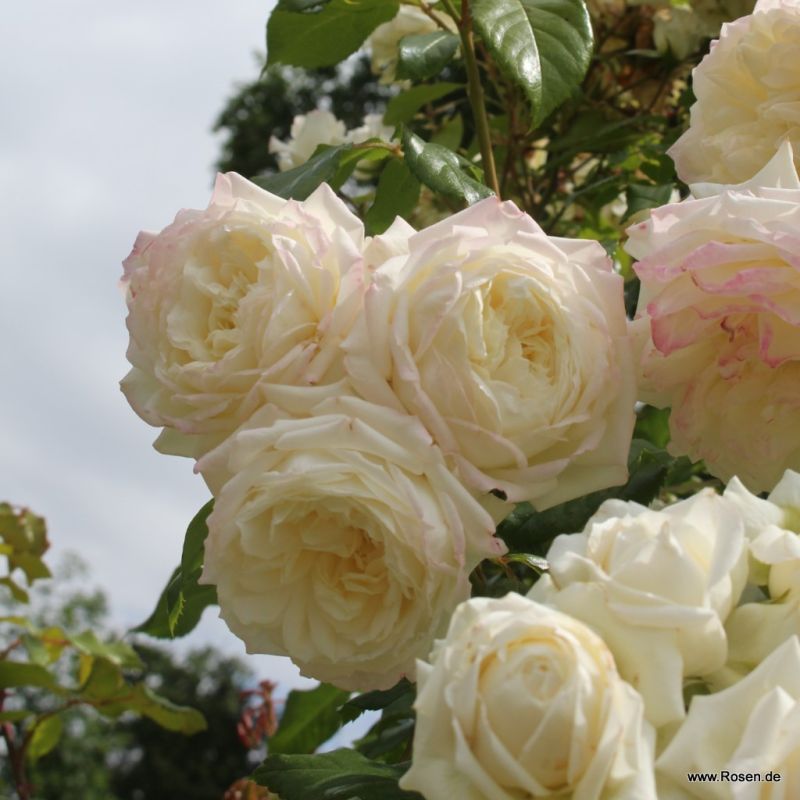 Trandafiri Alaska®/Future® Trandafiri Alaska®/Future®