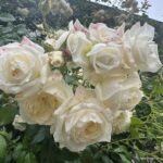 Trandafiri Alaska®/Future®