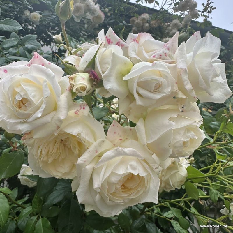 Trandafiri Alaska®/Future® Trandafiri Alaska®/Future®