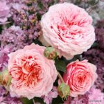 Trandafiri Amorosa®