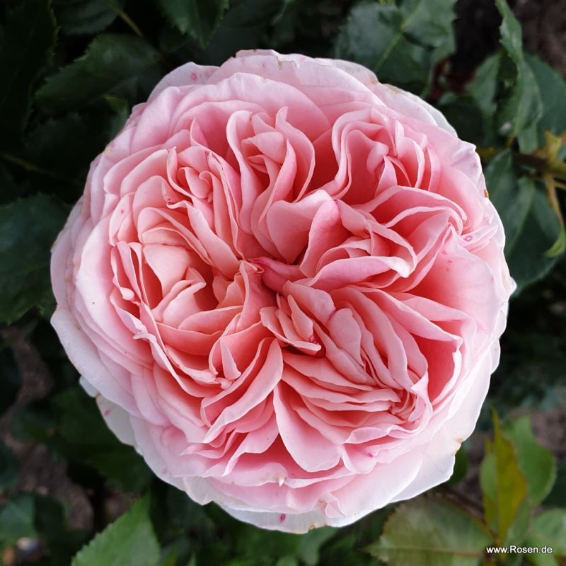 Trandafiri Amorosa® Trandafiri Amorosa®