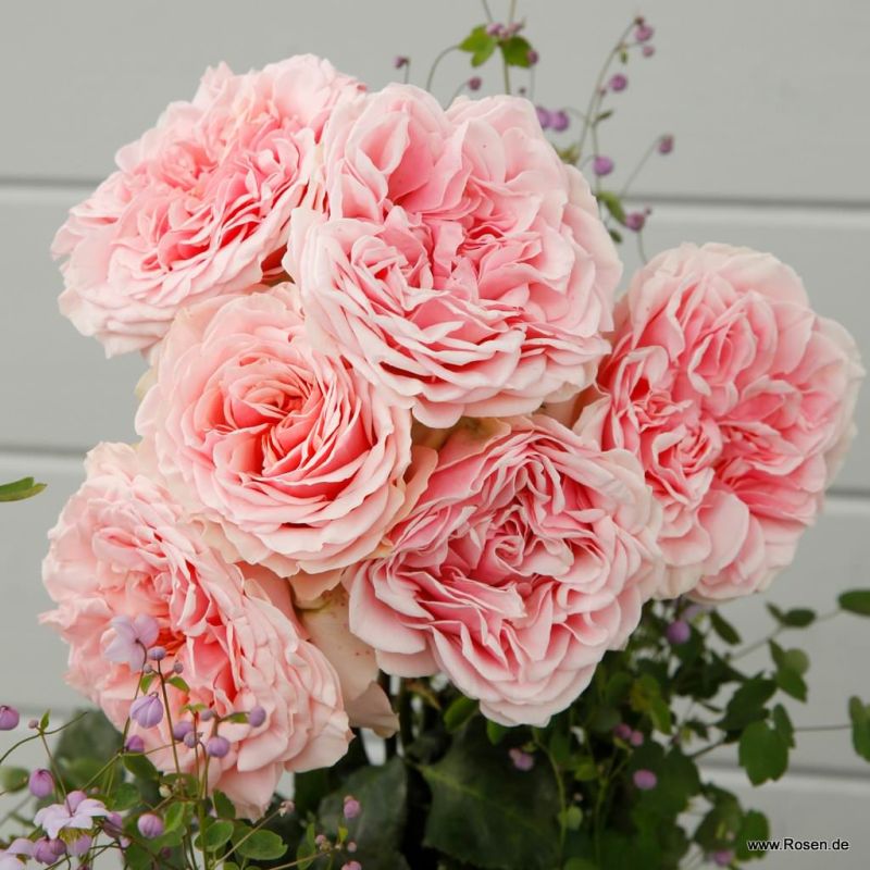 Trandafiri Amorosa® Trandafiri Amorosa®