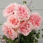 Trandafiri Amorosa®