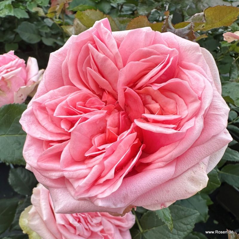 Trandafiri Amorosa® Trandafiri Amorosa®