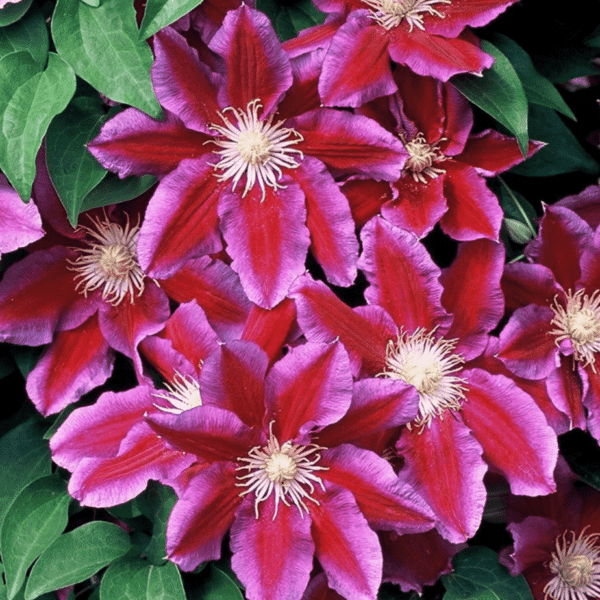 Clematite/Clematis Hania