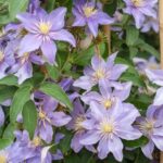 Clematite/Clematis Justa