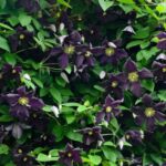 Clematite/Clematis Romantika