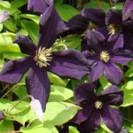Clematite/Clematis Romantika