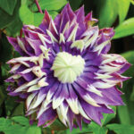 Clematite/Clematis Taiga