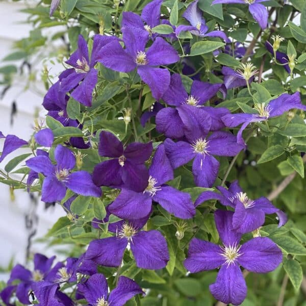 Clematite/Clematis Jackmanii