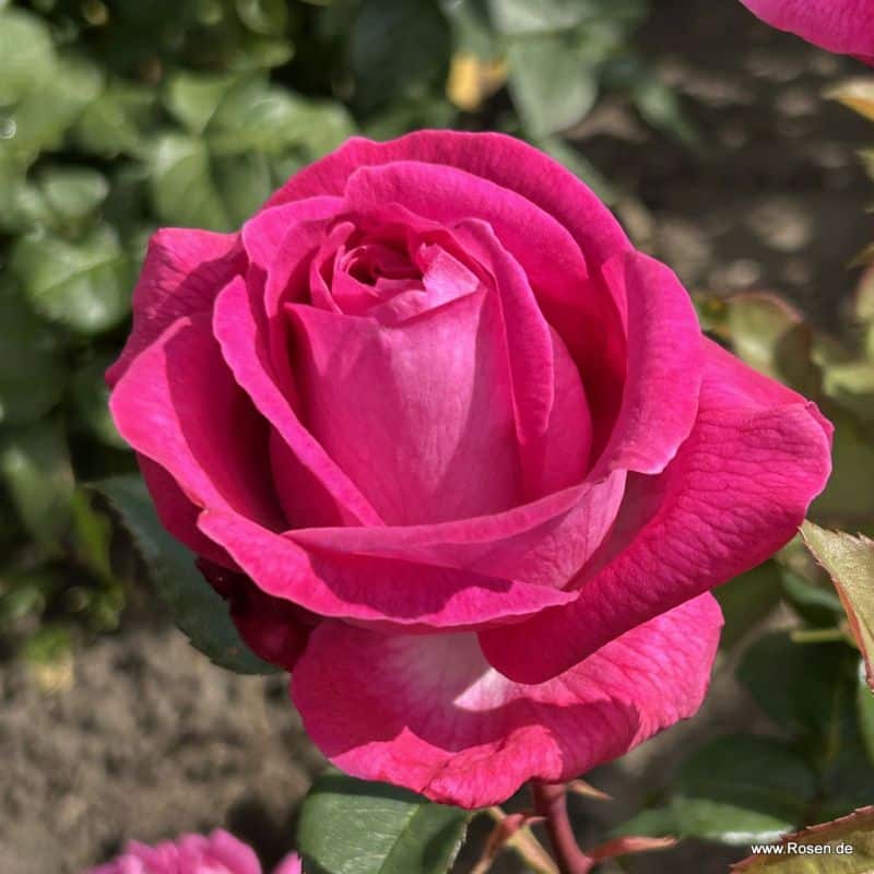 Trandafiri Freifrau Caroline® Trandafiri Freifrau Caroline®