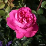 Trandafiri Freifrau Caroline®