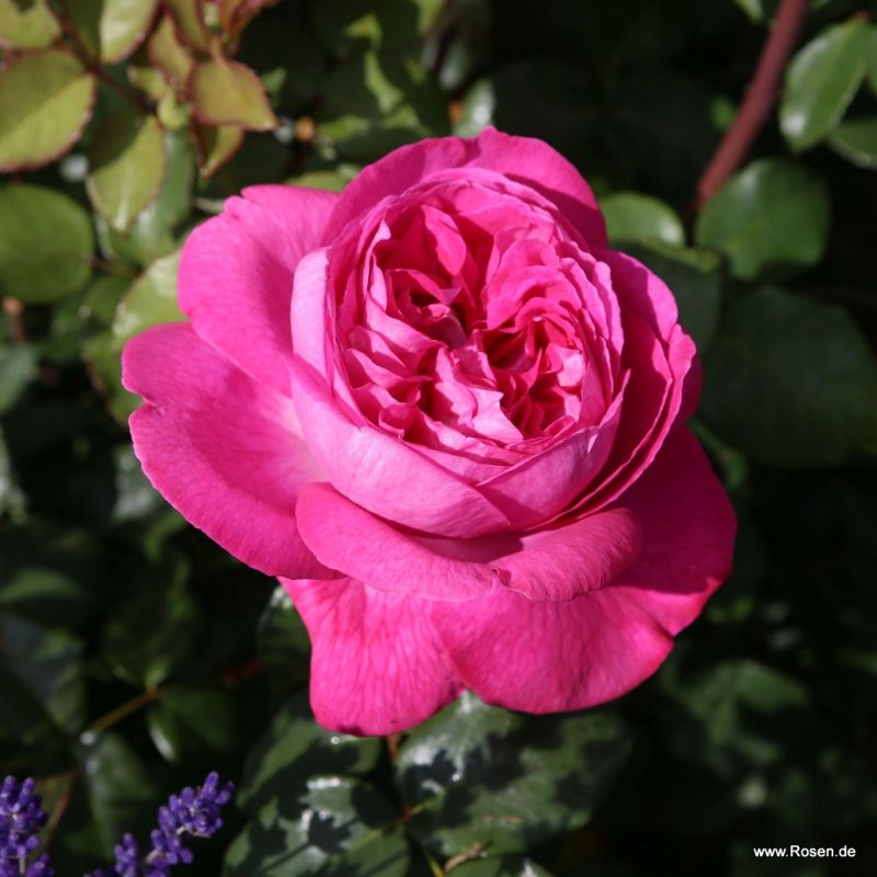 Trandafiri Freifrau Caroline® Trandafiri Freifrau Caroline®