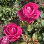 Trandafiri Freifrau Caroline®