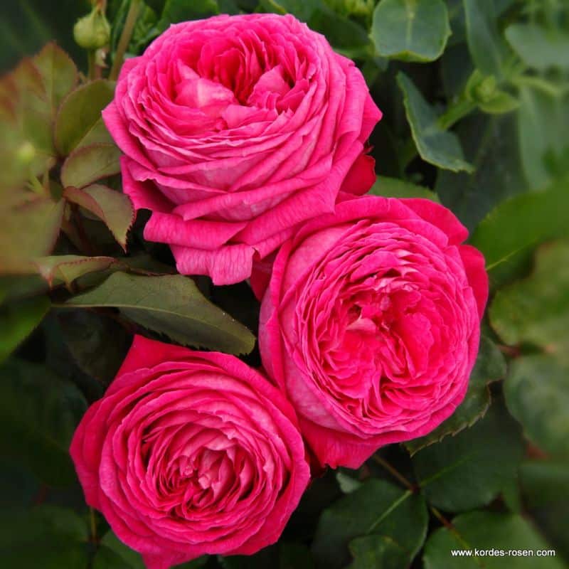 Trandafiri Freifrau Caroline® Trandafiri Freifrau Caroline®