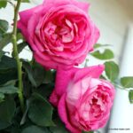 Trandafiri Freifrau Caroline®