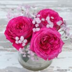 Trandafiri Freifrau Caroline®