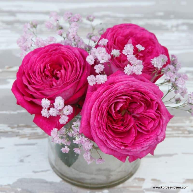 Trandafiri Freifrau Caroline® Trandafiri Freifrau Caroline®