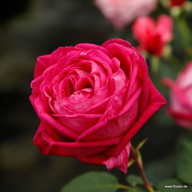 Trandafiri Freifrau Caroline® Trandafiri Freifrau Caroline®