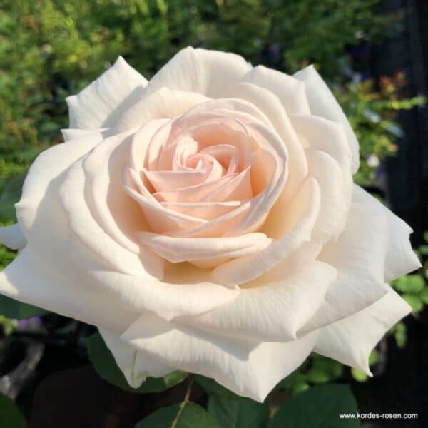 Trandafiri Gräfin Elke zu Rantzau