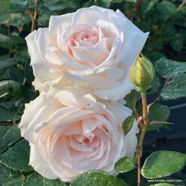 Trandafiri Gräfin Elke zu Rantzau