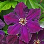 Clematite/Clematis Grunwald