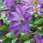 Clematite/Clematis Solina