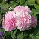 Trandafiri Jacques Cartier®